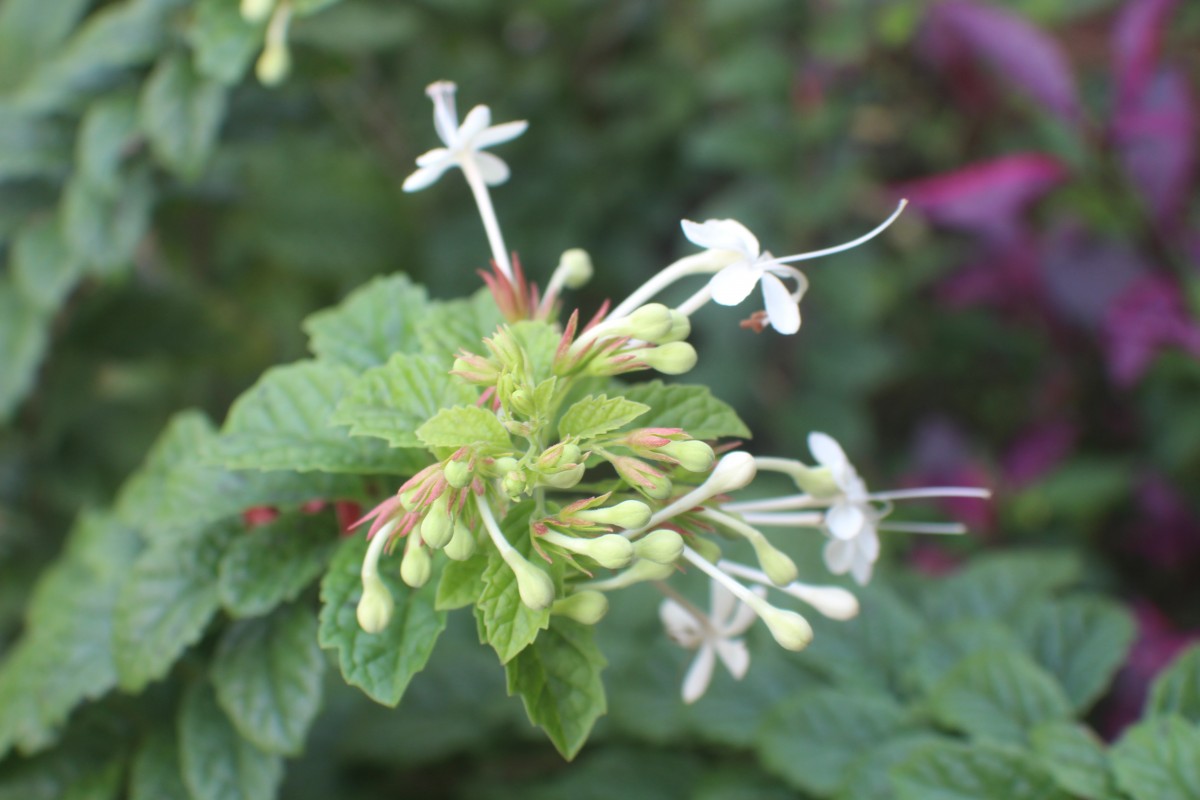 Clerodendrum calamitosum L.